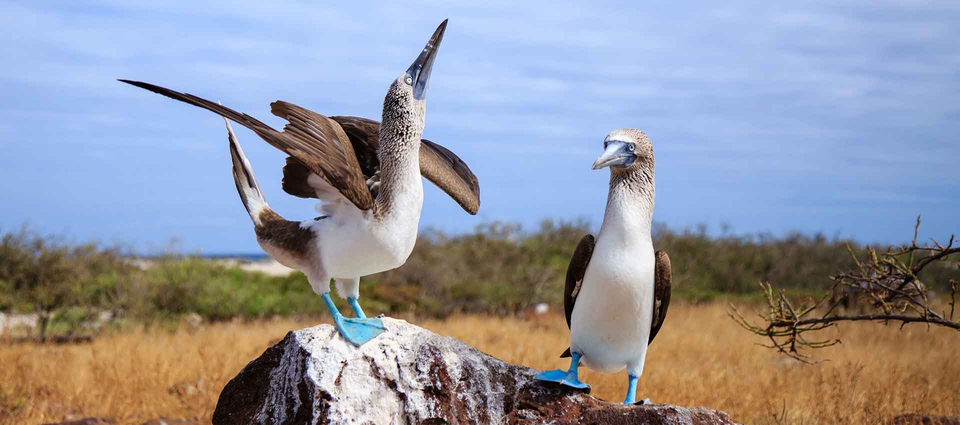 Galapagos Blue Footed Boobies